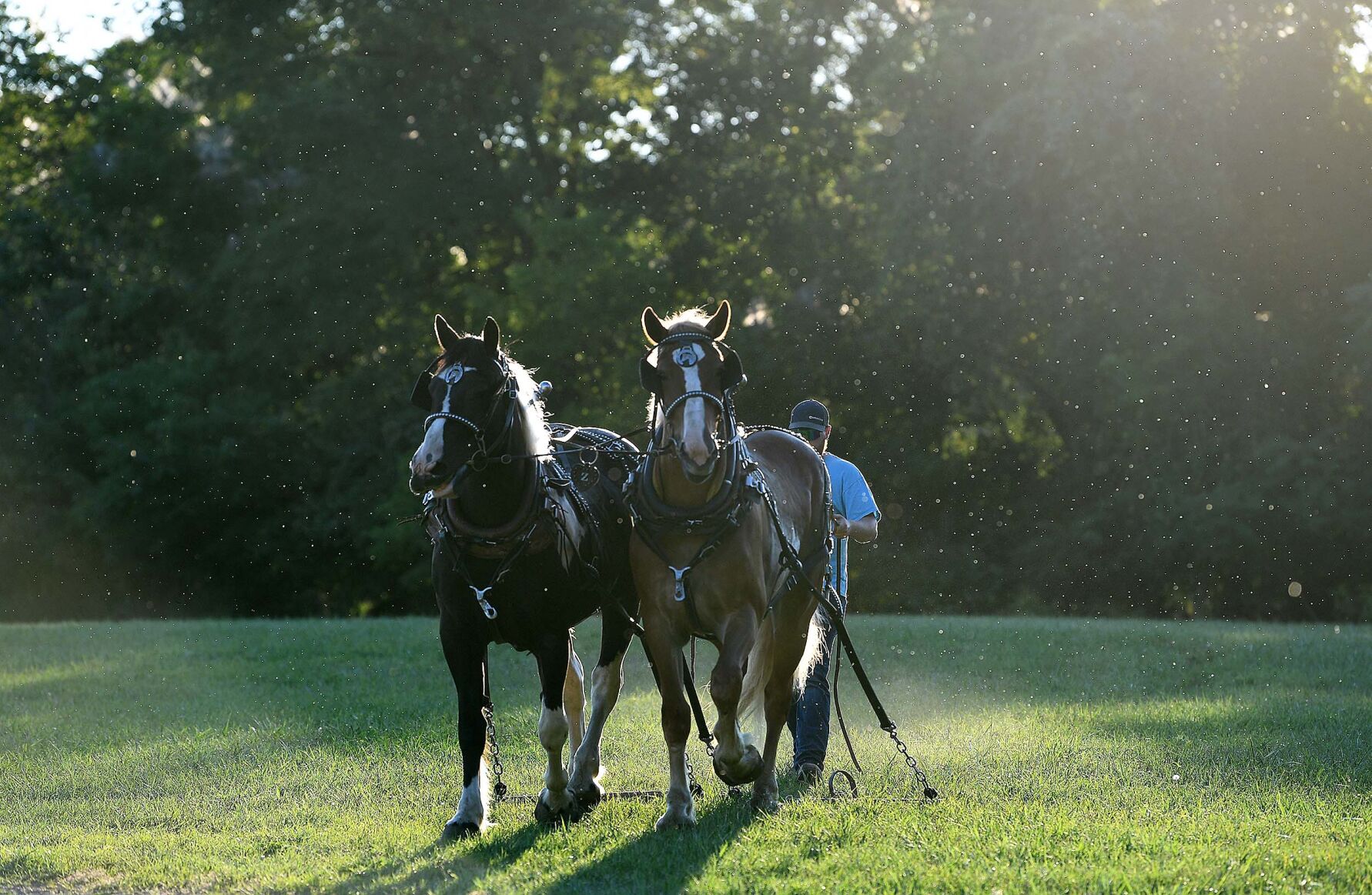 Tirage au sort de chevaux de trait Ag Expo 3.JPG